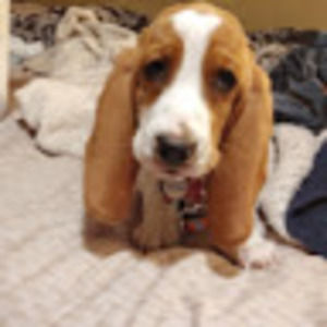 Meet your Posher, Molly